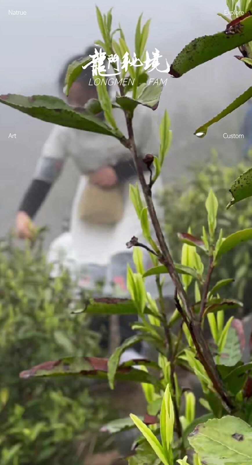 图片[3]-龙门秘茶-龙门秘境高山烤制野茶-龙门秘境