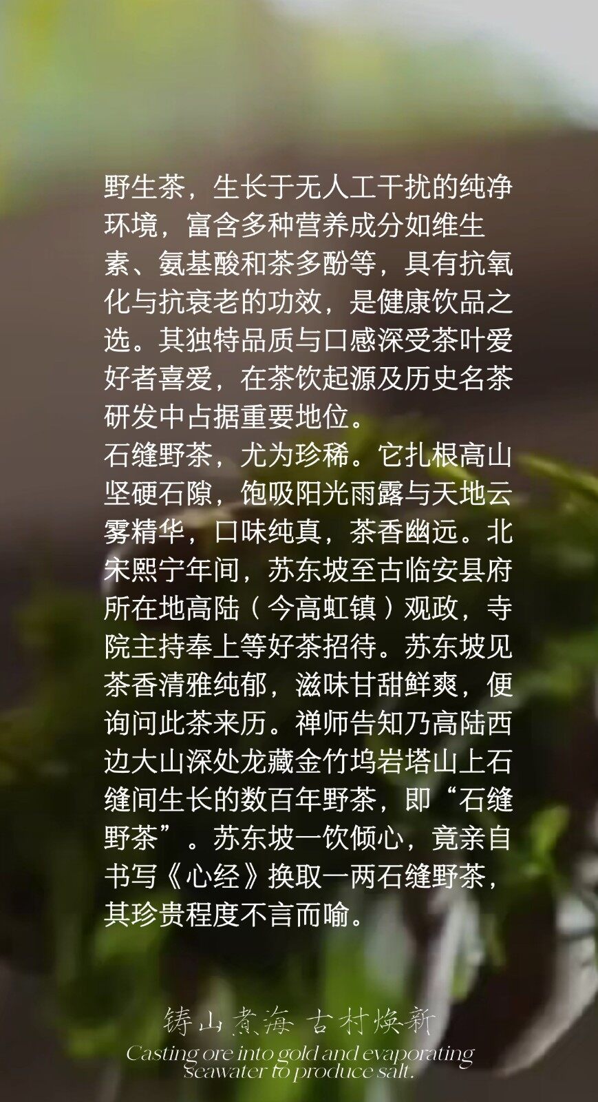 图片[2]-石缝野茶-龙门秘境高山野茶三品种组合礼盒-龙门秘境