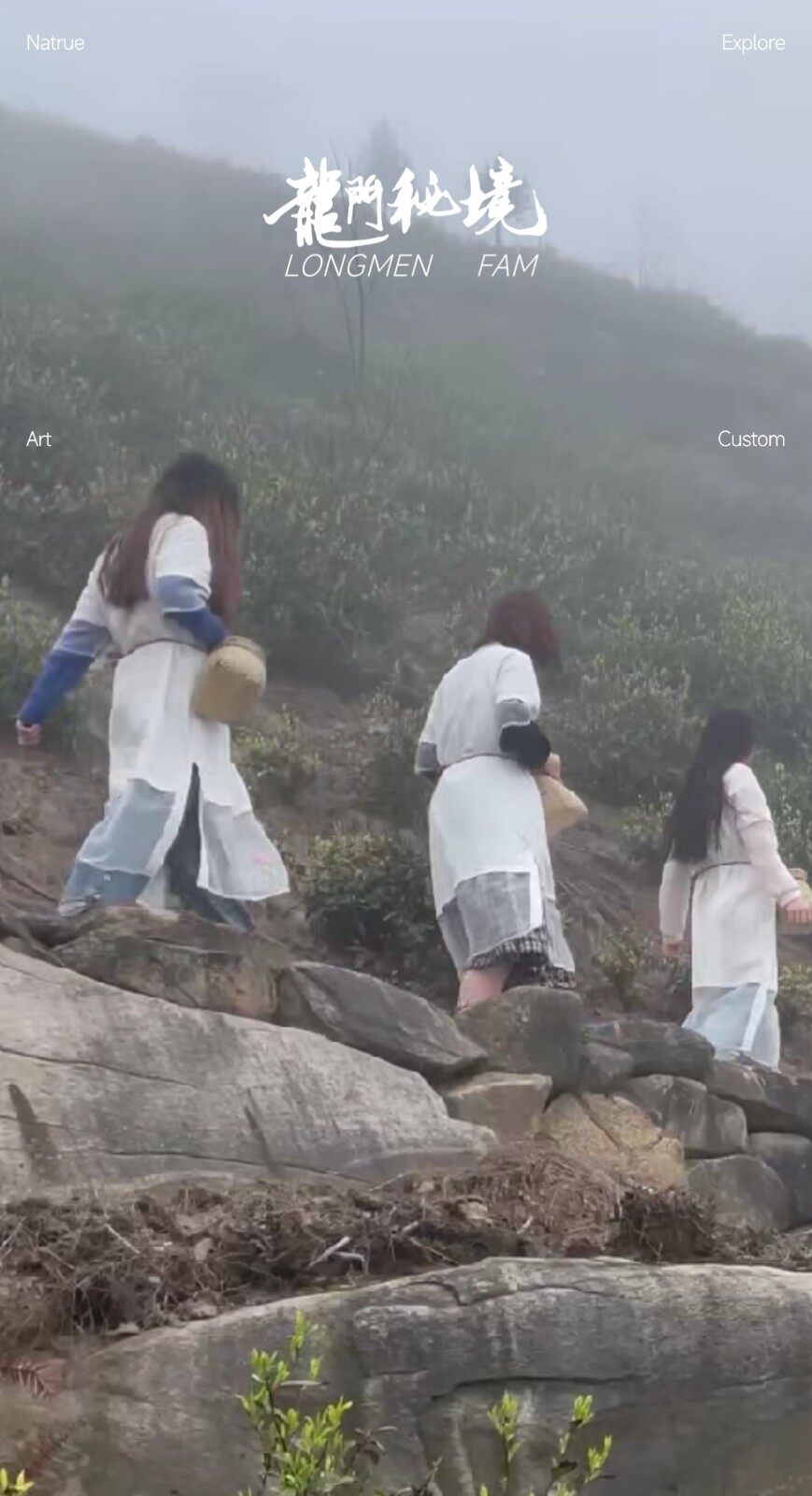 图片[3]-石缝野茶-龙门秘境高山野茶三品种组合礼盒-龙门秘境