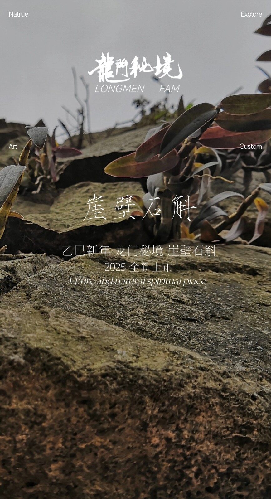 图片[1]-崖壁石斛-龙门秘境高山鲜本草100g-龙门秘境
