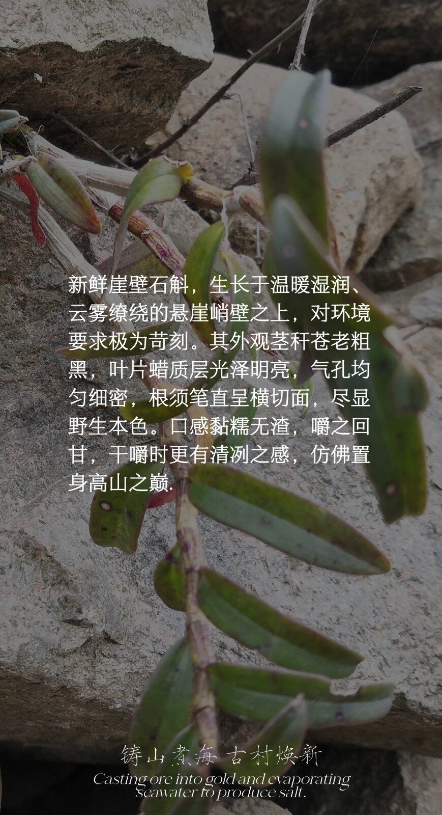 图片[2]-崖壁石斛-龙门秘境高山鲜本草100g-龙门秘境
