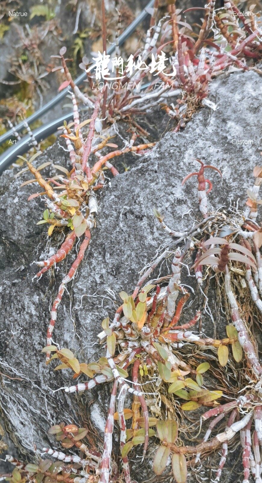 图片[3]-崖壁石斛-龙门秘境高山鲜本草100g-龙门秘境