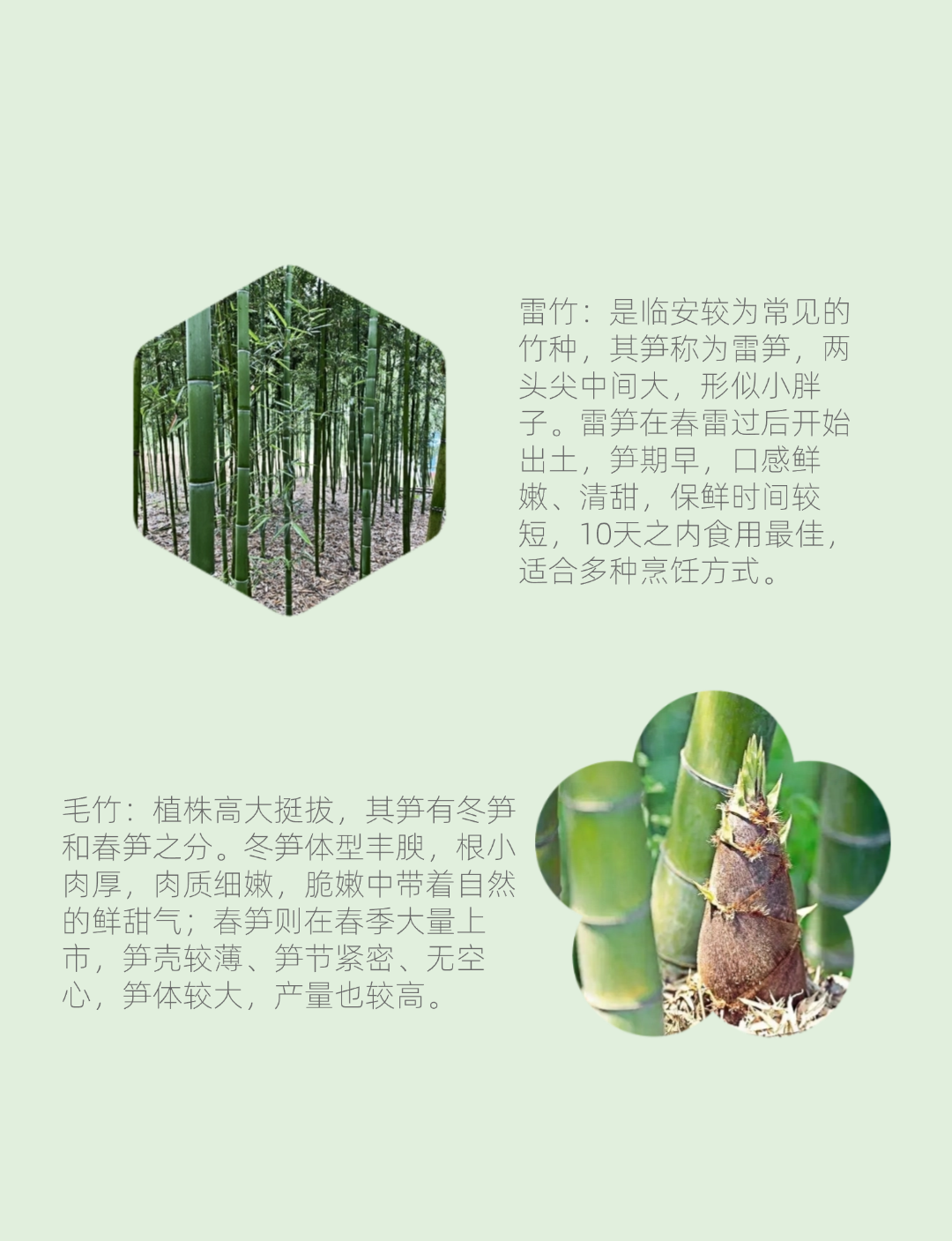 图片[5]-春季挖笋亲子活动 1大1 小-龙门秘境