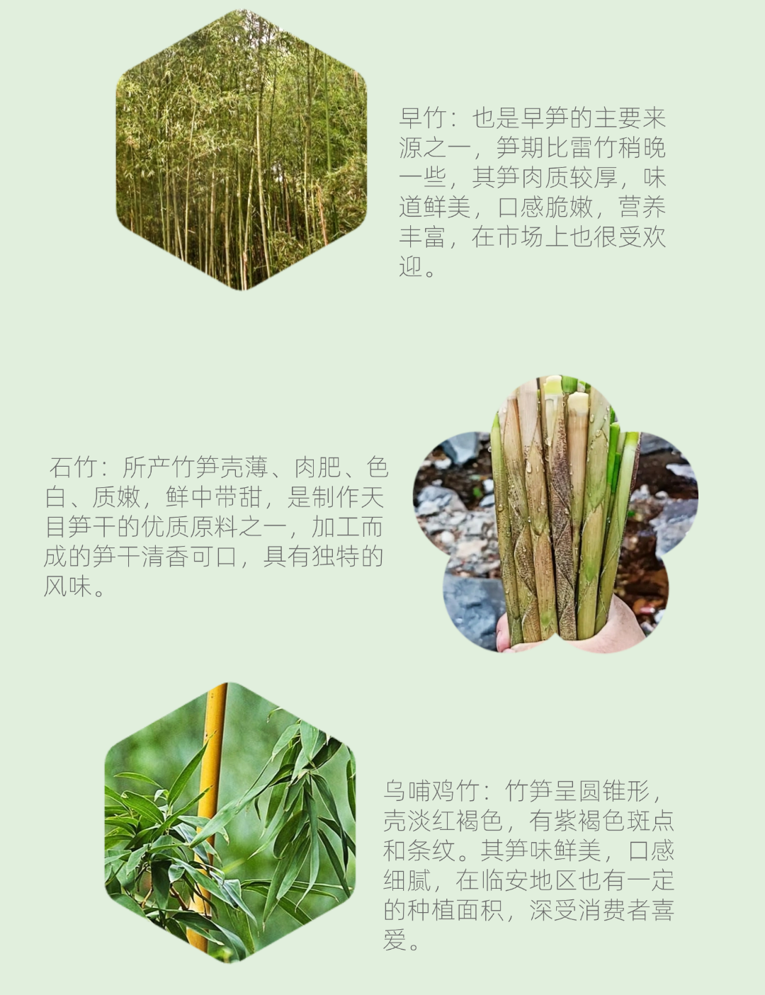 图片[7]-春季挖笋亲子活动 1大1 小-龙门秘境
