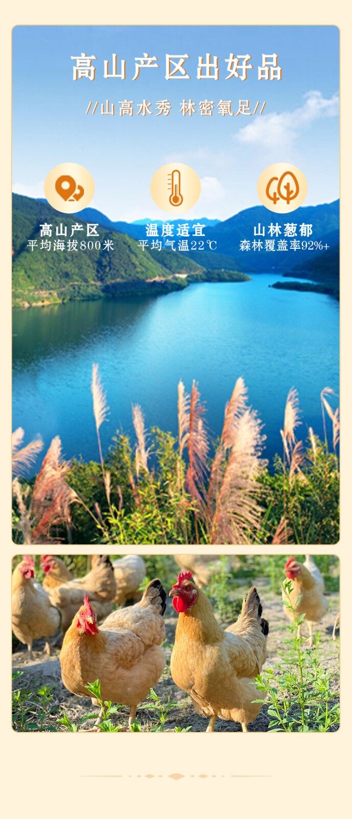图片[5]-【高山土鸡蛋】30个-龙门秘境