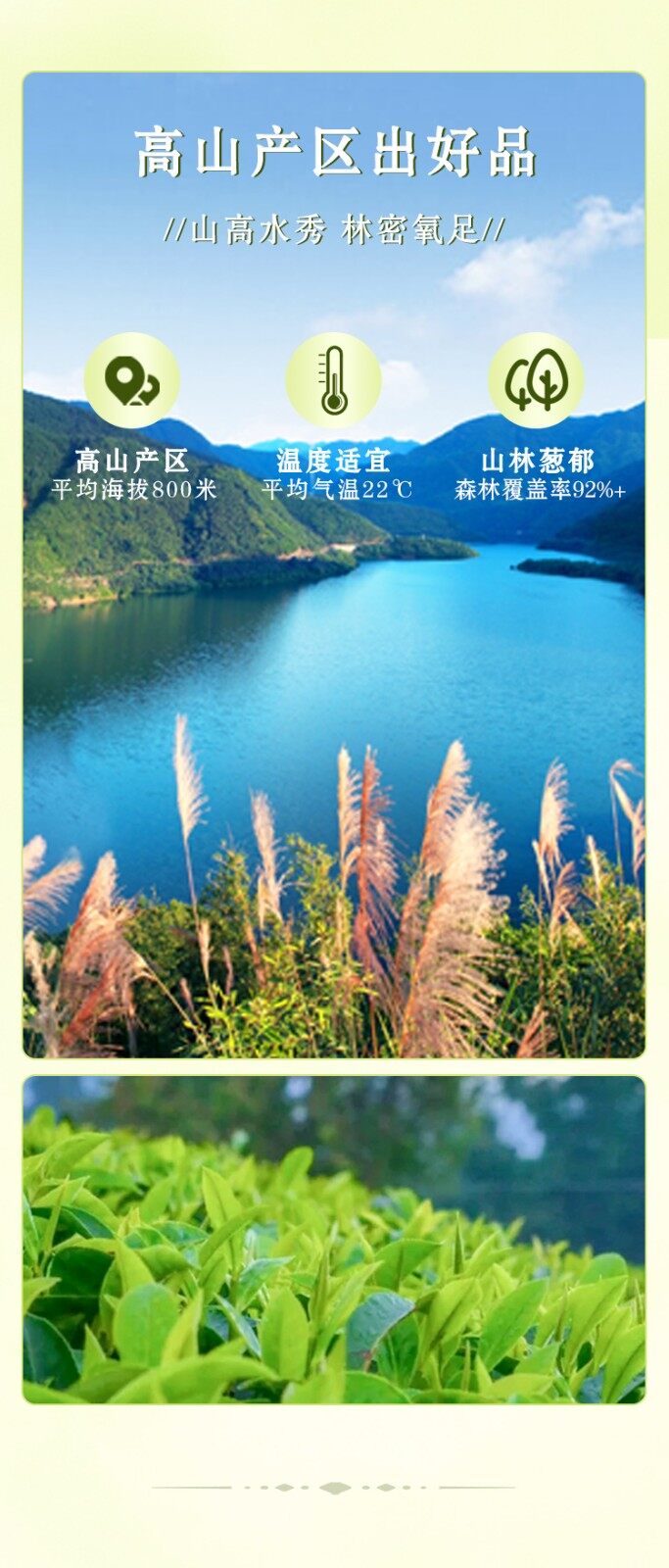 图片[5]-【石缝野茶】礼盒装-龙门秘境