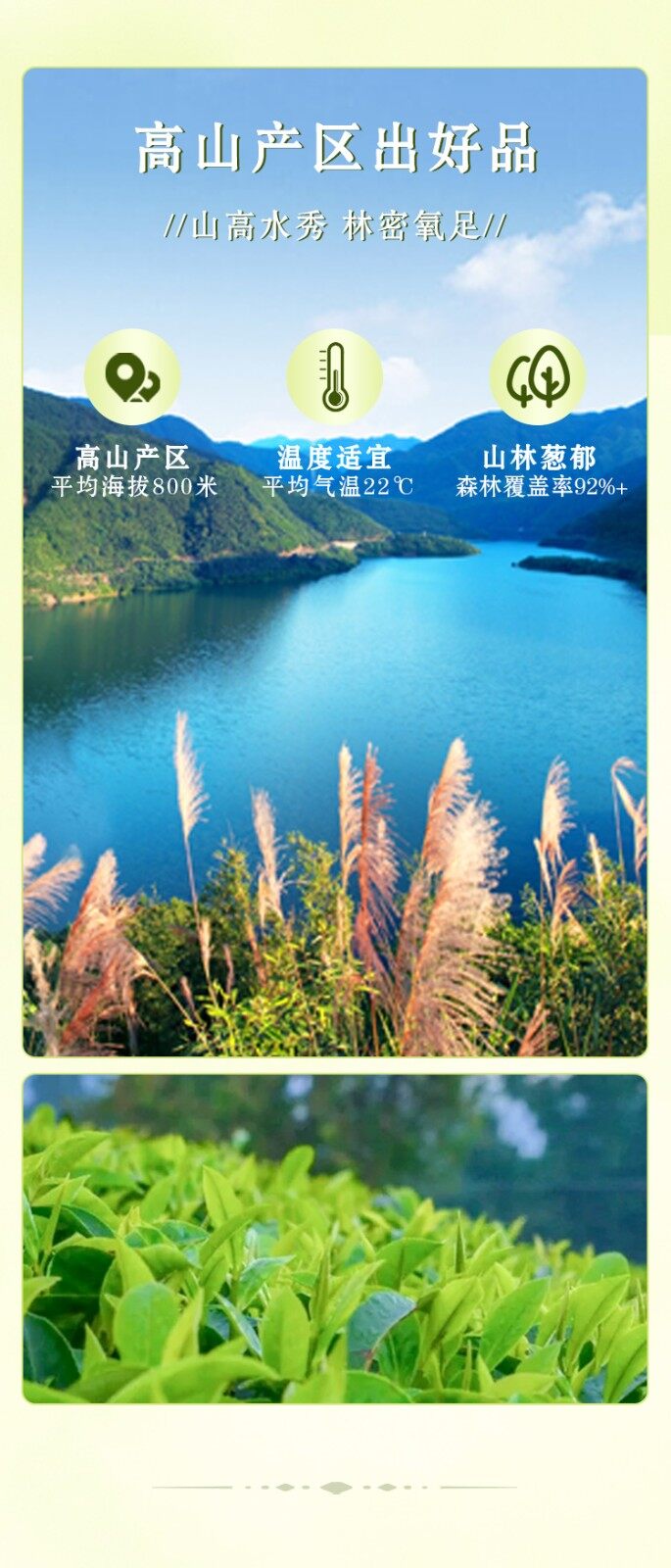 图片[5]-【龙门秘茶】礼盒装-龙门秘境